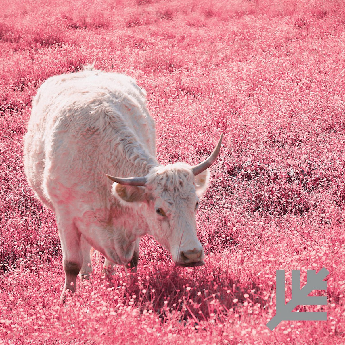Lacing: Never: Clear w/Pink Smoke Vinyl - Steadfast Records